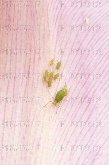 Tulip aphid or greenfly (Dysaphis tulipae) adult and nymph insects family on a garden Tulip petal