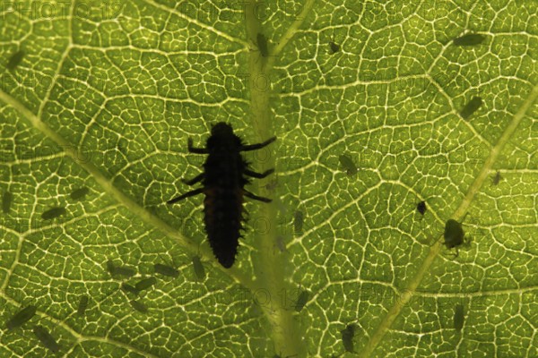 Harlequin ladybird or ladybug (Harmonia axyridis) adult insect larva and Plum aphid (Hyalopterus