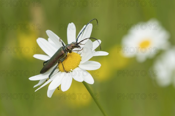 Thick-legged flower beetle (Oedemera nobilis) adult insect on an Oxeye daisy flower in summer,