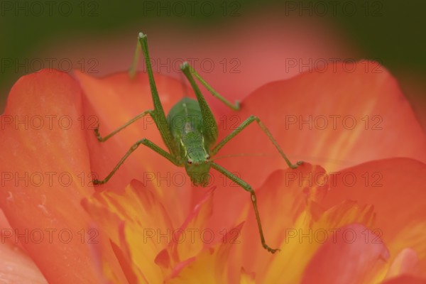 Speckled bush cricket (Leptophyes punctatissima) adult insect on a garden begonia flower in summer,