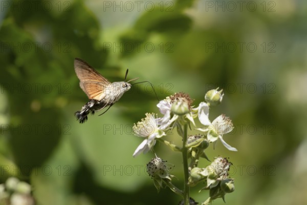 Hummingbird hawkmoth (Macroglossum stellatarum) adult moth in flight feeding on a Bramble flower in