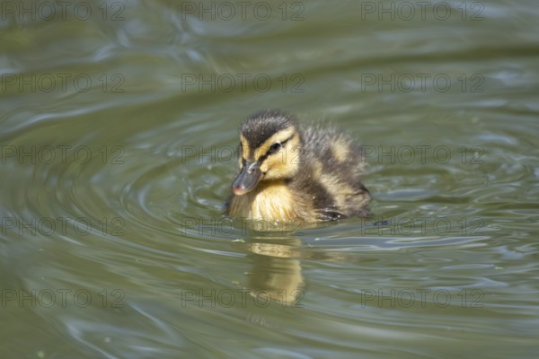 Mallard duck (Anas platyrhynchos) juvenile baby duckling bird on the water of a lake in summer,