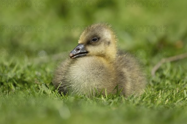 Greylag goose (Anser anser) juvenile baby gosling bird head sitting on grass in summer, England,