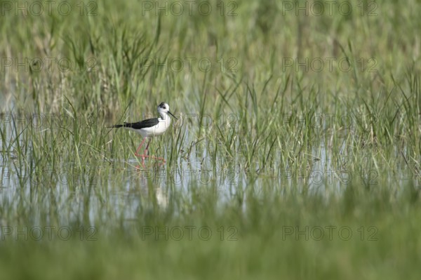 Black winged stilt (Himantopus himantopus) adult wader bird in the shallow water of a lagoon in