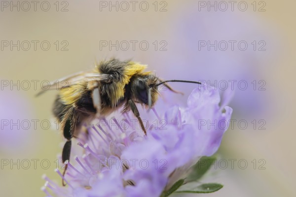 Buff tailed bumblebee (Bombus terrestris) adult bee insect feeding on a Field scabious flower in