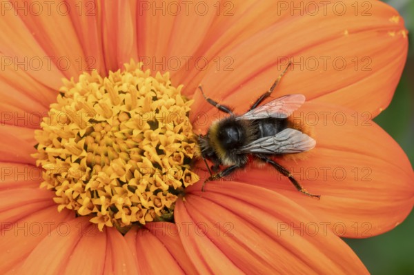 Buff tailed bumblebee (Bombus terrestris) adult bee insect feeding on a garden orange Mexican