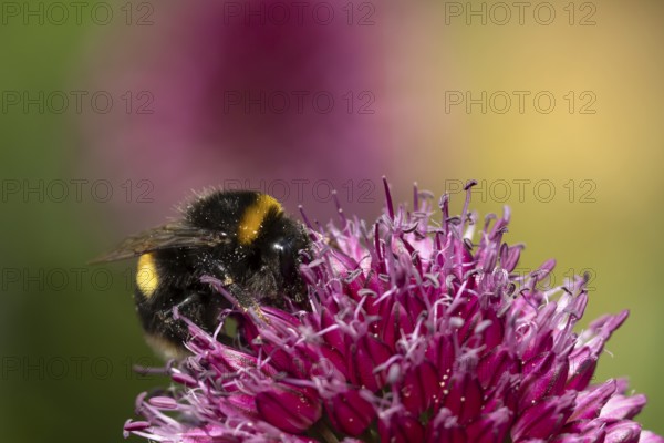 Buff tailed bumblebee (Bombus terrestris) adult bee insect feeding on a garden Allium flower in