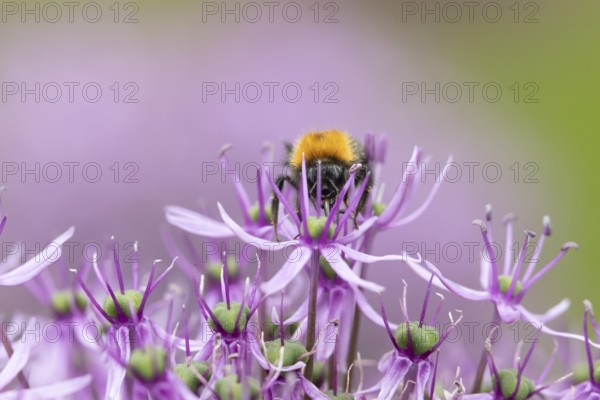 Tree bumblebee (Bombus hypnorum) adult bee insect feeding on a garden purple Allium flower in