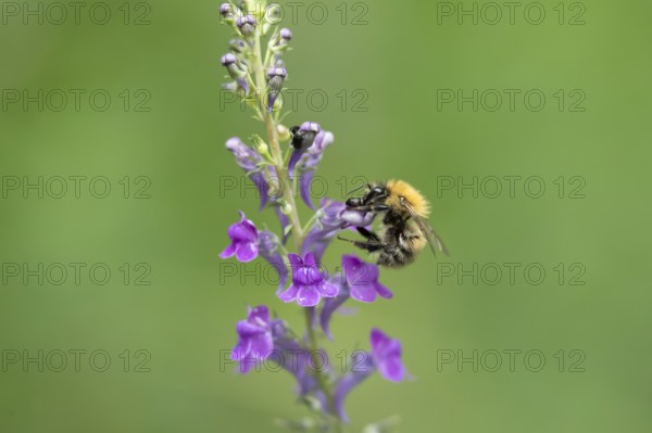 Common carder bumblebee (Bombus pascuorum) adult bee insect feeding on a garden Toadflax flower in