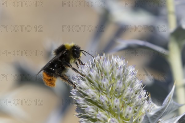 Red tailed bumblebee (Bombus lapidarius) adult bee insect feeding on Sea holly flowers in summer,