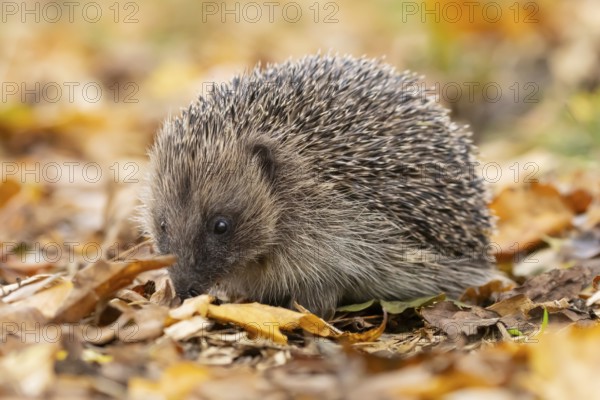 European hedgehog (Erinaceus europaeus) adult animal on fallen autumn leaves in a garden, England,