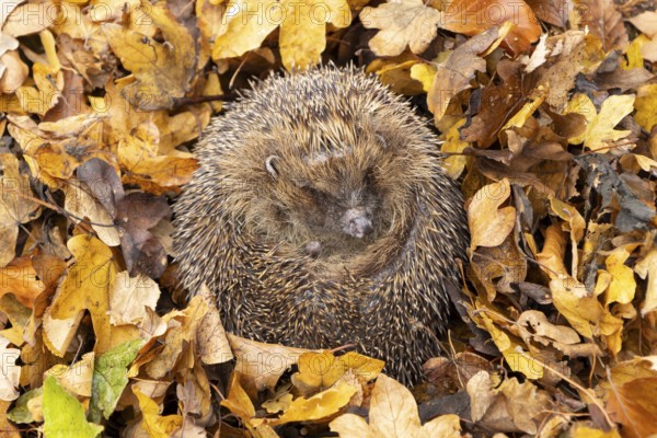European hedgehog (Erinaceus europaeus) adult animal curled in a ball for hibernation on fallen