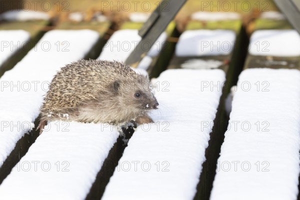 European hedgehog (Erinaceus europaeus) adult animal walking on snow covered garden wooden decking