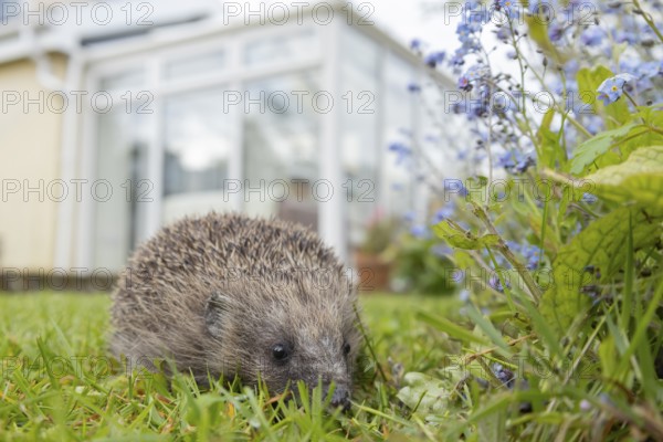 European hedgehog (Erinaceus europaeus) adult animal in a garden with a house in the background in