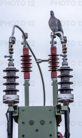Pigeon sits on a power cable for traction power, mast with a circuit breaker for switching
