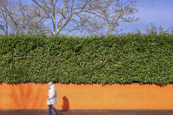 Laurel cherry hedge (Prunus laurocerasus) on an orange-coloured wall, Eckental, Middle Franconia,