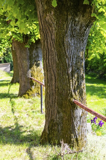Railings completely grown together in the tree trunk, Großhennersdorf, Herrnhut, Upper Lusatia,
