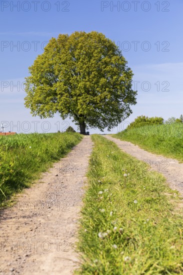 Field path and solitary oak (quercus) in bloom, spring, Großer Berg Großhennersdorf, Herrnhut,