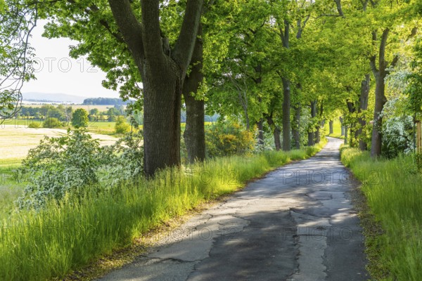 Small road with alley and blooming shrubs near Weissenberg, Upper Lusatia, Saxony, Germany