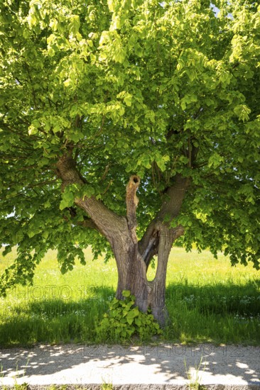 Old lime tree (tilia), the trunk is already hollow, Lindenallee in Herrnhut, Upper Lusatia, Saxony,