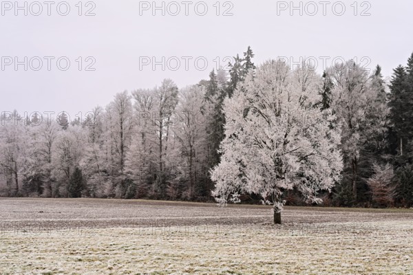 Tree and forest in hoarfrost, Schlatt, Lindenberg, Freiamt, Canton of Aargau, Switzerland