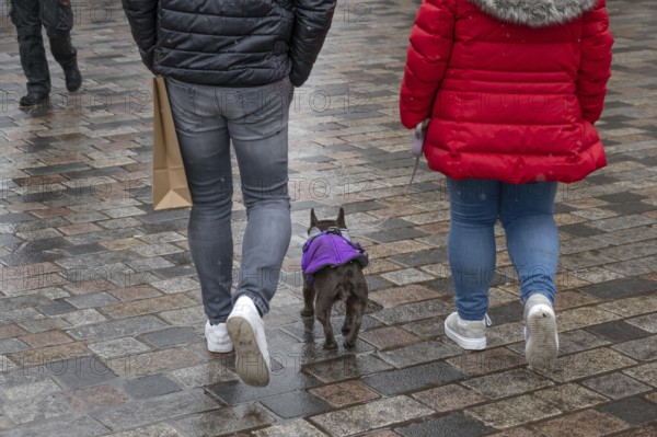 Dog walking in rain through the city, Nuremberg, Middle Franconia, Bavaria, Germany
