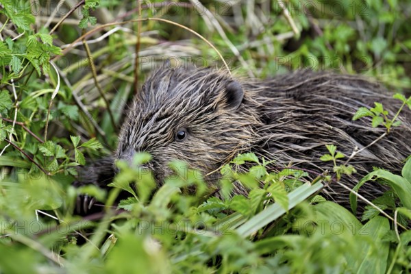 Eurasian beaver, European beaver (Castor fibre), sitting on the bank of a stream, Canton Zug,
