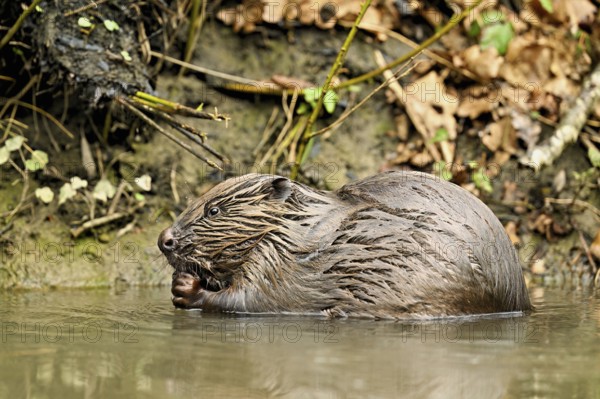 Eurasian beaver, European beaver (Castor fibre), feeding in the water, Canton Zug, Switzerland