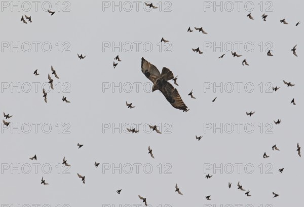 Wrinkle-lipped Bulldog Bat (Chaerephon plicatus), Wrinkle-lipped Free-tailed Bat, large flock