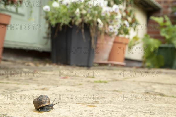 Garden snail (Cornu aspersum) adult gastropod molluscs on a garden patio in summer, England, United