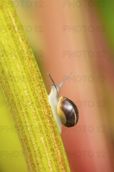 Striped snail (Cernuella virgata) adult gastropod molluscs on a garden rhubarb vegetable plant