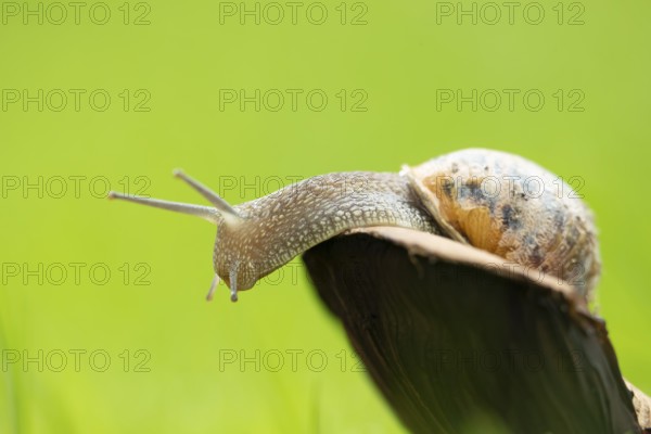 Garden snail (Cornu aspersum) adult gastropod molluscs on a fungi in summer, England, United