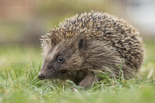 European hedgehog (Erinaceus europaeus) adult animal on a garden grass lawn in summer, England,
