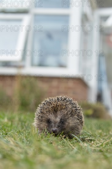 European hedgehog (Erinaceus europaeus) adult animal on a garden grass lawn with an urban house in