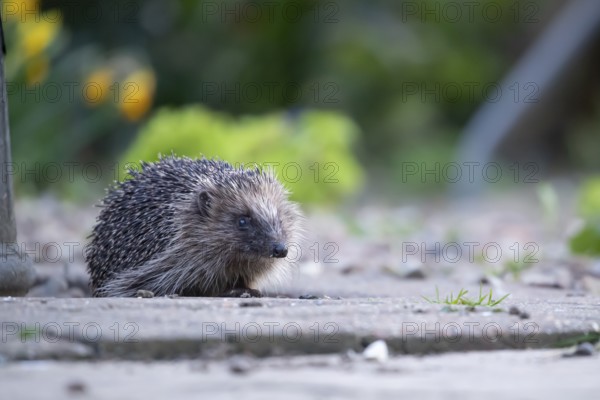 European hedgehog (Erinaceus europaeus) adult animal on a garden path in spring, England, United