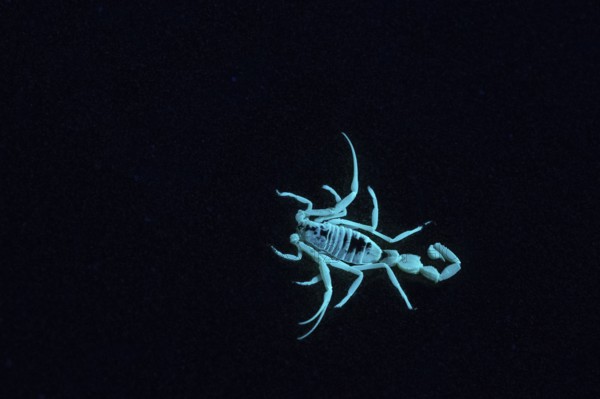 Scorpio in the desert, Rhub al Khali, Emty Quarter, Empty Quarter, Grandma