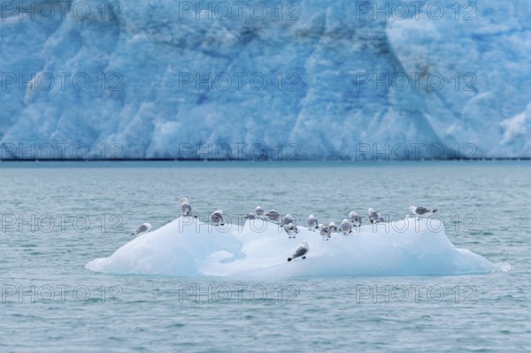Black-legged kittiwakes (Rissa tridactyla) flock resting on ice floe in front of glacier wall along