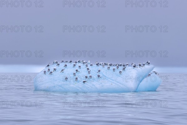Black-legged kittiwakes (Rissa tridactyla) flock in breeding plumage resting on ice floe in the