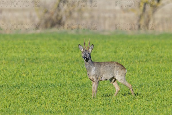 European roe deer (Capreolus capreolus) adult buck, male in grassland, meadow, shedding velvet from