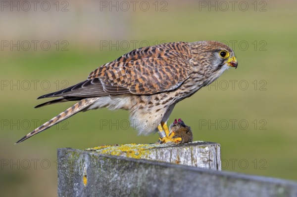 Common kestrel / European kestrel (Falco tinnunculus) female perched on wooden fence post eating