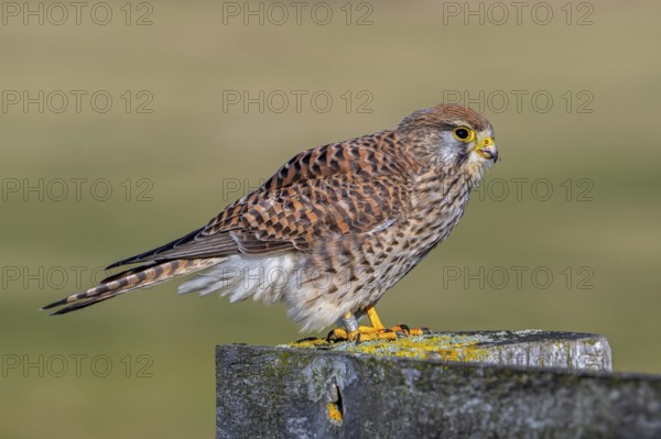Ringed common kestrel / European kestrel (Falco tinnunculus) female perched on wooden fence post in