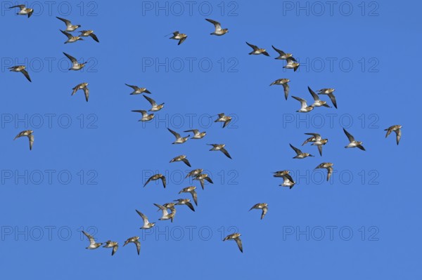 European golden plovers (Pluvialis apricaria) flock in non-breeding plumage in flight against blue