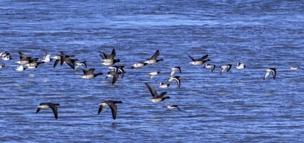 Pale-bellied brant geese (Branta bernicla hrota) flying among brent geese and common pied