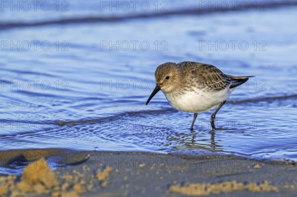 Dunlin (Calidris alpina) adult in winter plumage foraging for worms and crustaceans in swash zone /