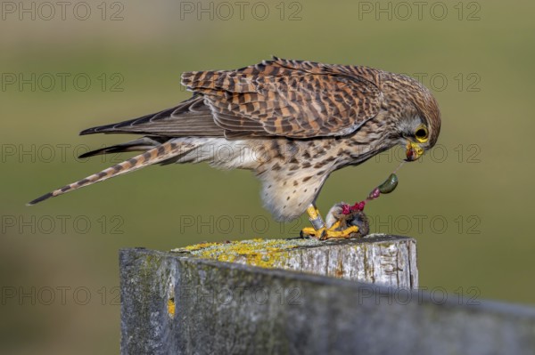 Common kestrel / European kestrel (Falco tinnunculus) female perched on wooden fence post tearing