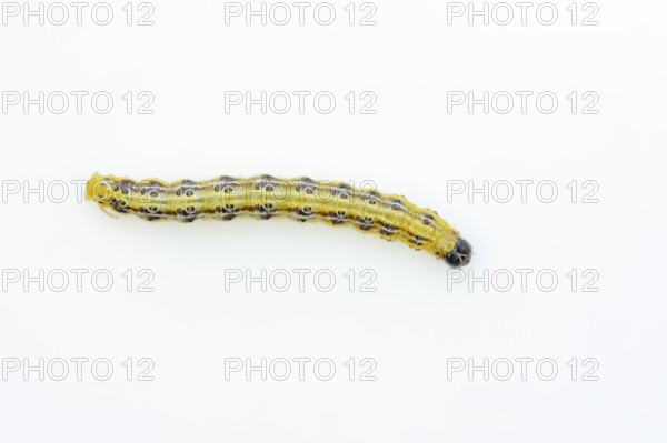 Box tree moth (Cydalima perspectalis), caterpillar on white background, North Rhine-Westphalia,