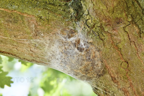 Oak processionary moth (Thaumetopoea processionea), web nest on tree trunk, North Rhine-Westphalia,
