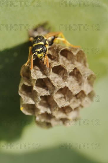 House field wasp or French field wasp (Polistes dominula) building a nest, Algarve, Portugal