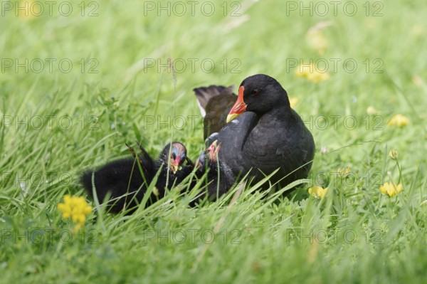 Water rail or moorhen (Gallinula chloropus) with chicks in a meadow, North Rhine-Westphalia,