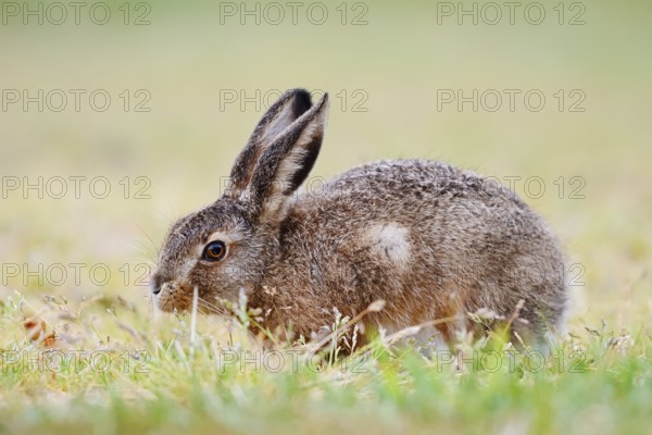 European hare (Lepus europaeus), young animal sitting in a meadow and eating grasses, North